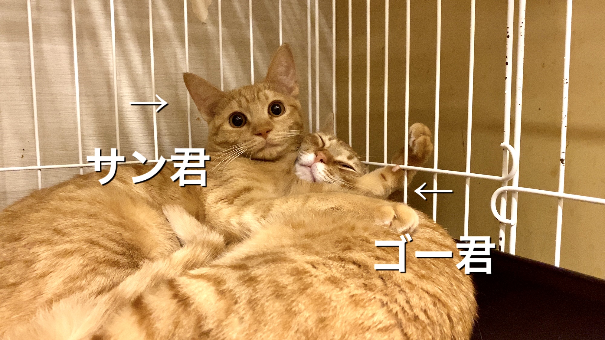 新入り猫さん！サン君＆ゴー君！