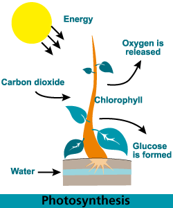 Diagram to illustrate the process of photosynthesis