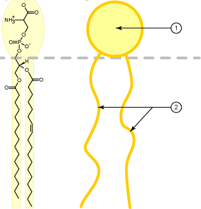 The Structure of a Phospholipid
