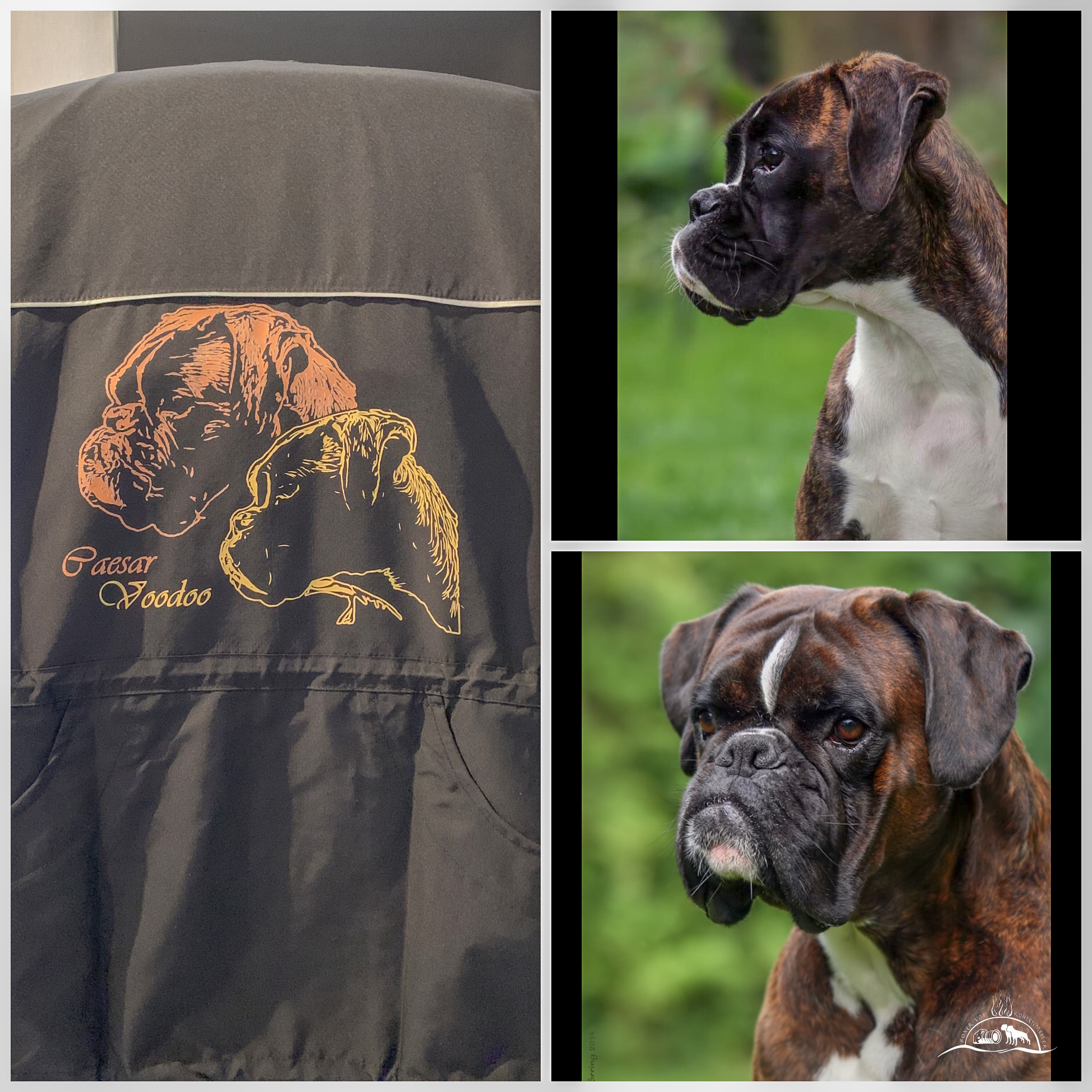 Hundeweste nach Vorlage (Foto) mit Textilfolie (waschbar bei 60 Grad)
