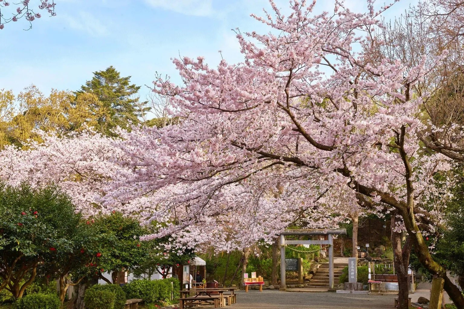 葛原岡神社の桜(イメージ)、今年の開花はいつでしょうか・・・