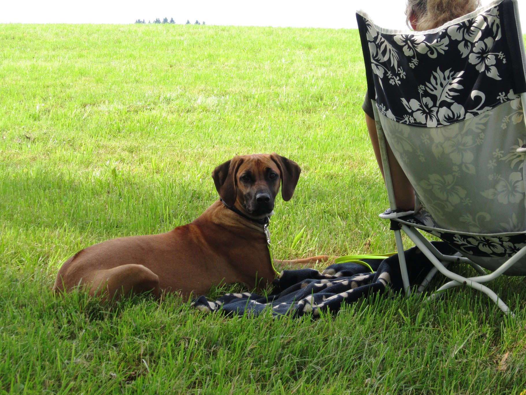 Sachkundenachweis (SKN) Hundeschule für Mensch und Hund