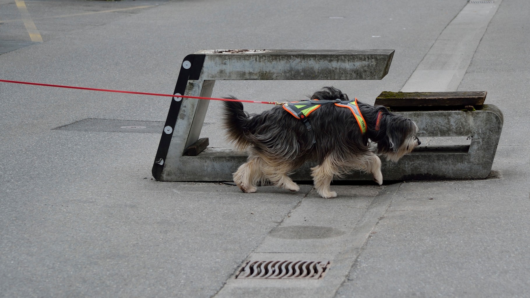 Mantrailing Hundeschule für Mensch und Hund