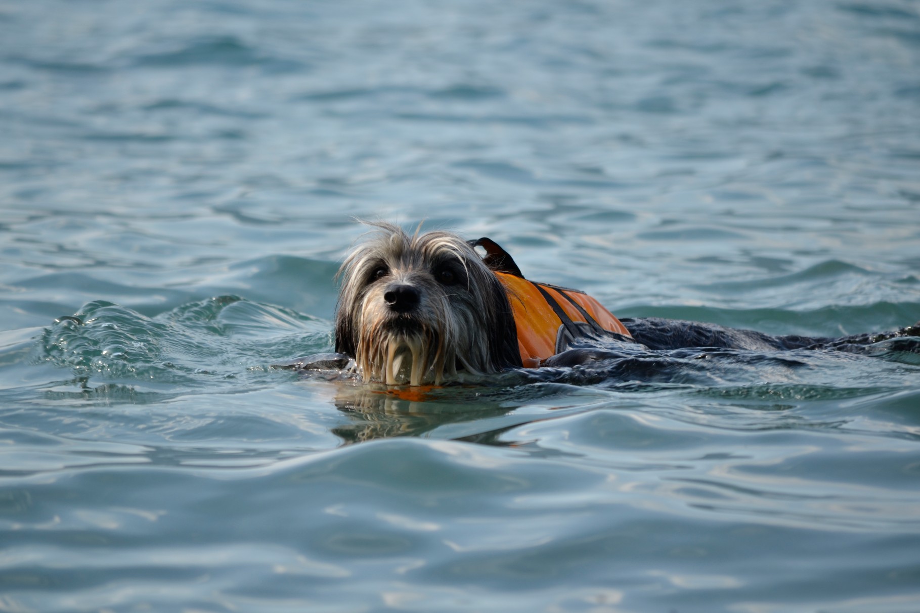 Hundeschule für Mensch und Hund