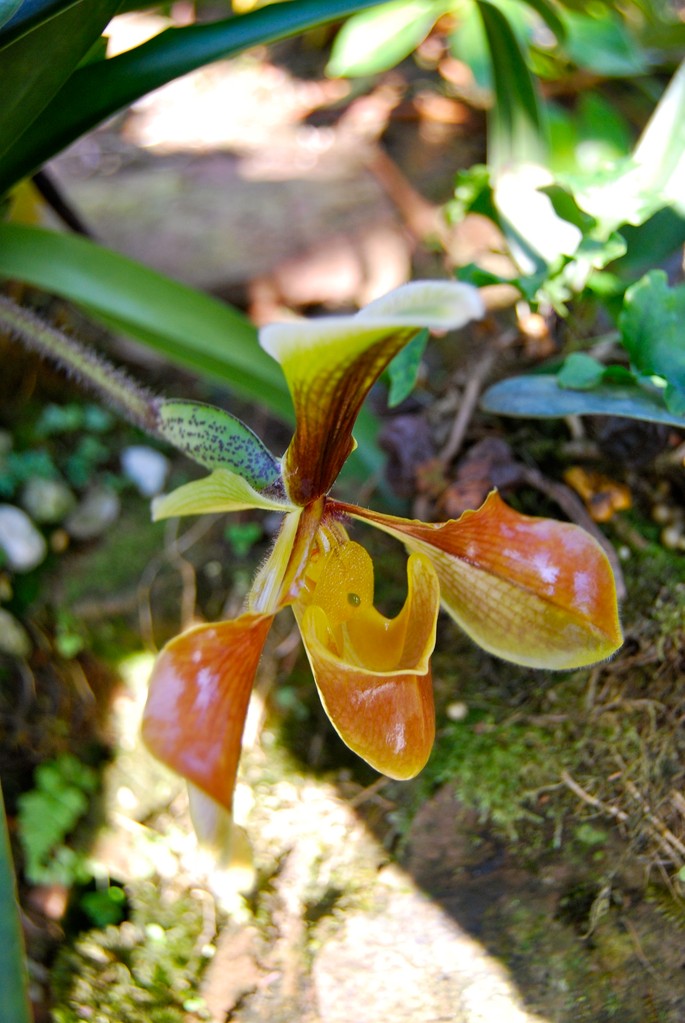 Rom Klao Botanical Garden