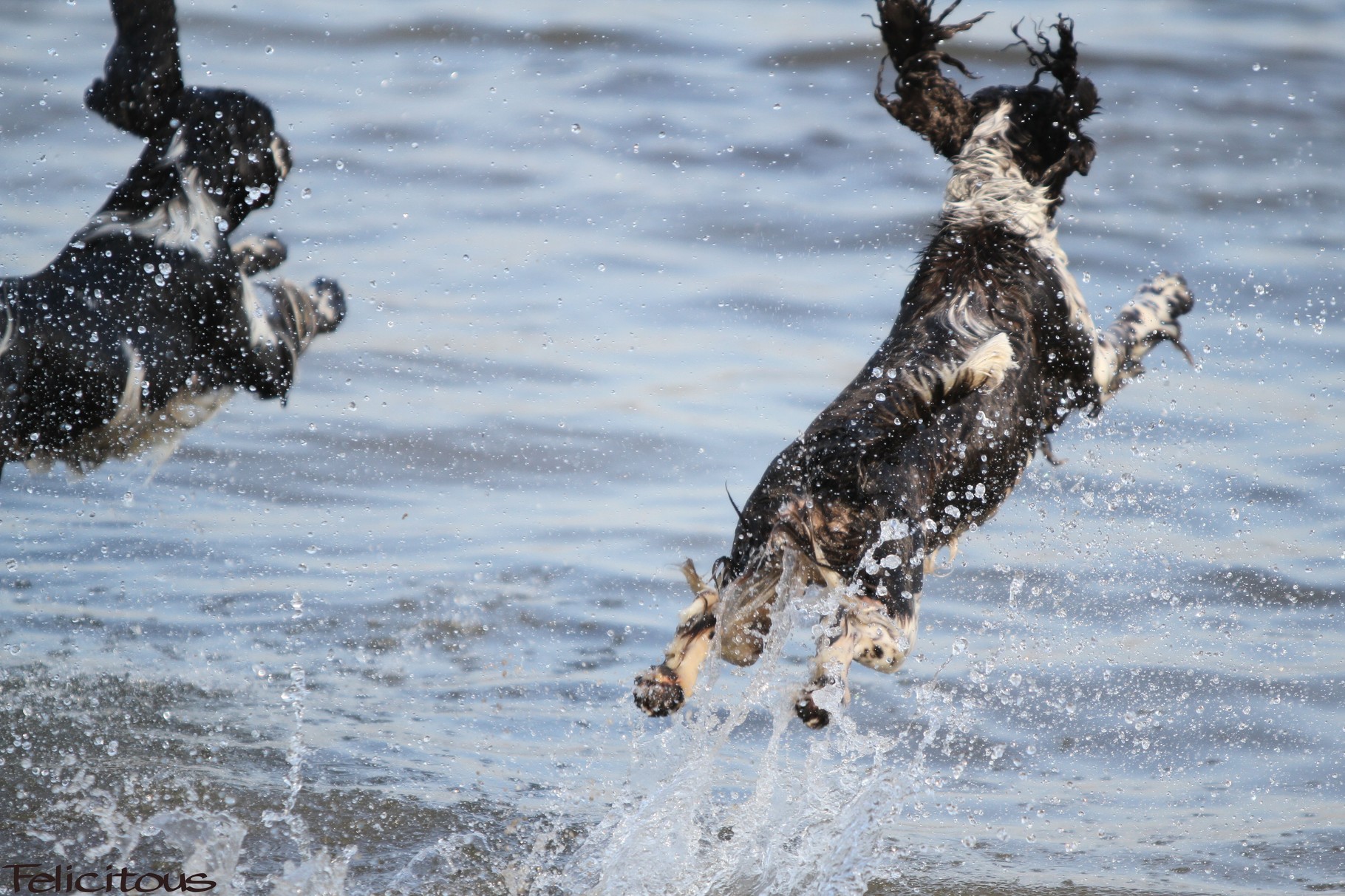 Charmin & Trudi - Ballretterteam