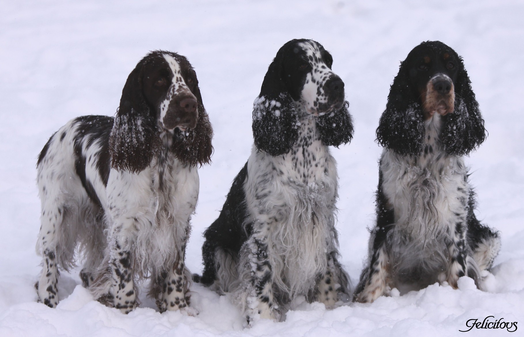 Lotta, Luise & Mathilde