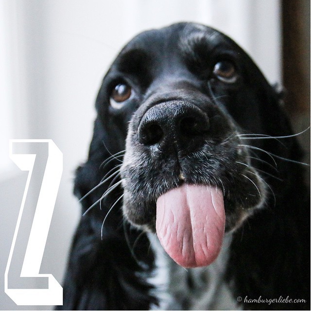 Und zum Schluss: Z wie Zunge raus. Meistens am #tongueouttuesday, aber heute mal zum Z wie zuende. 