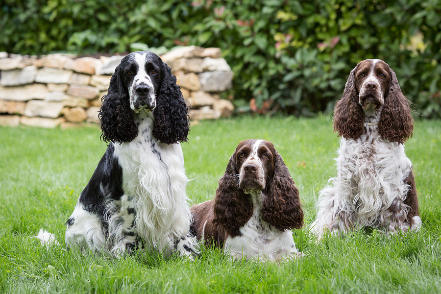 Milo, Charmin & Milka