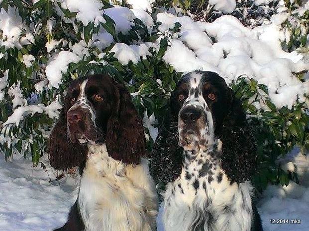 Dempsey & Baxter (Bandit)