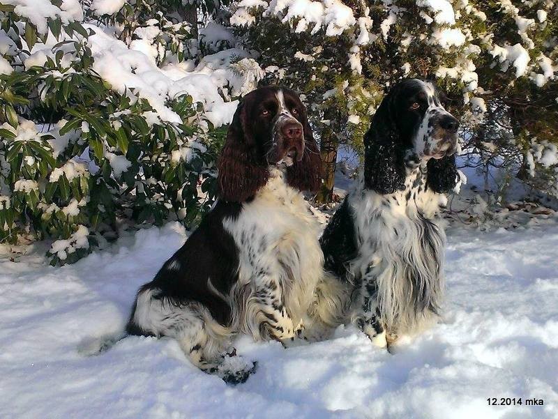 Dempsey & Baxter (Bandit)