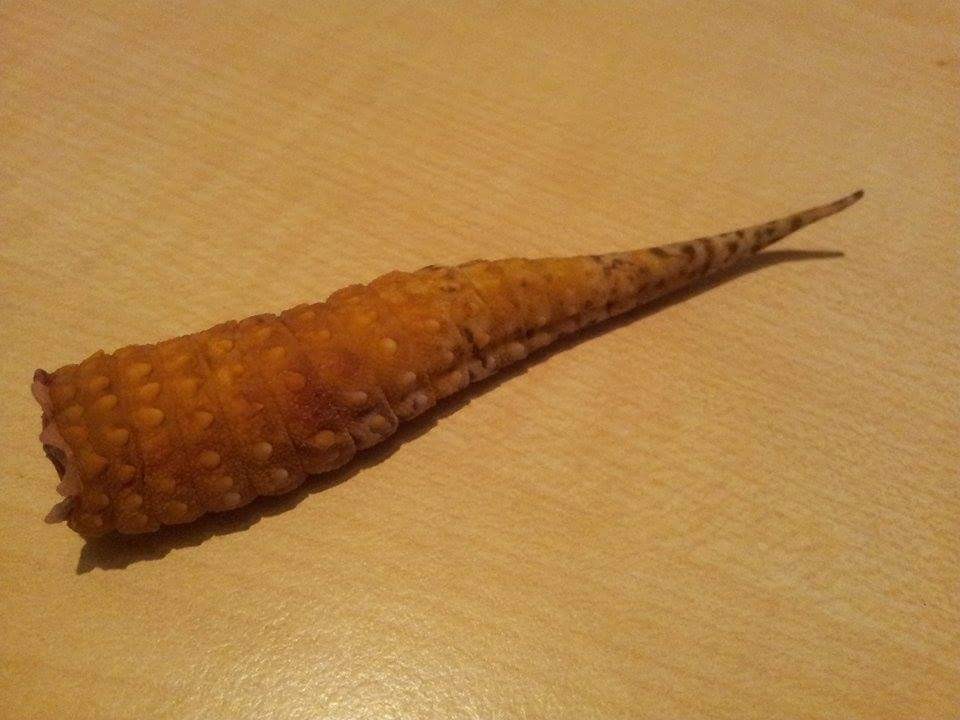 Der abgeworfene Schwanz