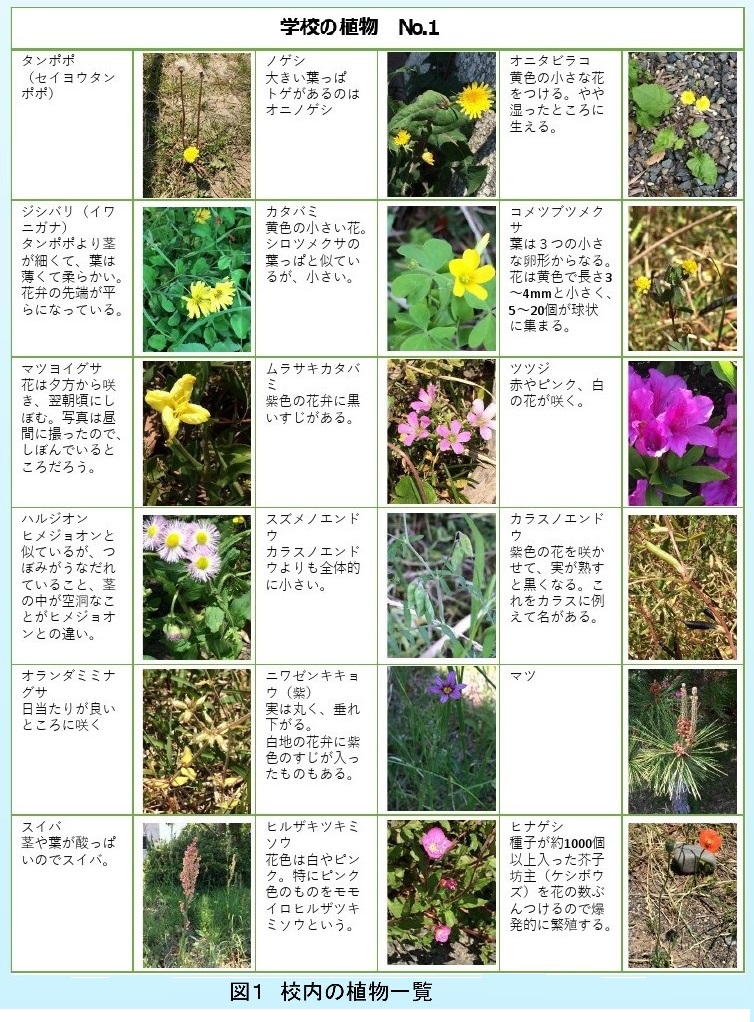 学校の草花一覧の作成と、ツツジの花のラミネート標本