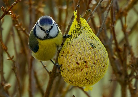 Februar 2020 - Füttern macht auch in milden Wintern Sinn (Foto: Pixabay)