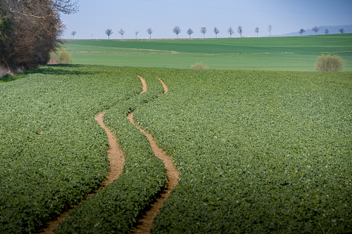 Spuren im Feld