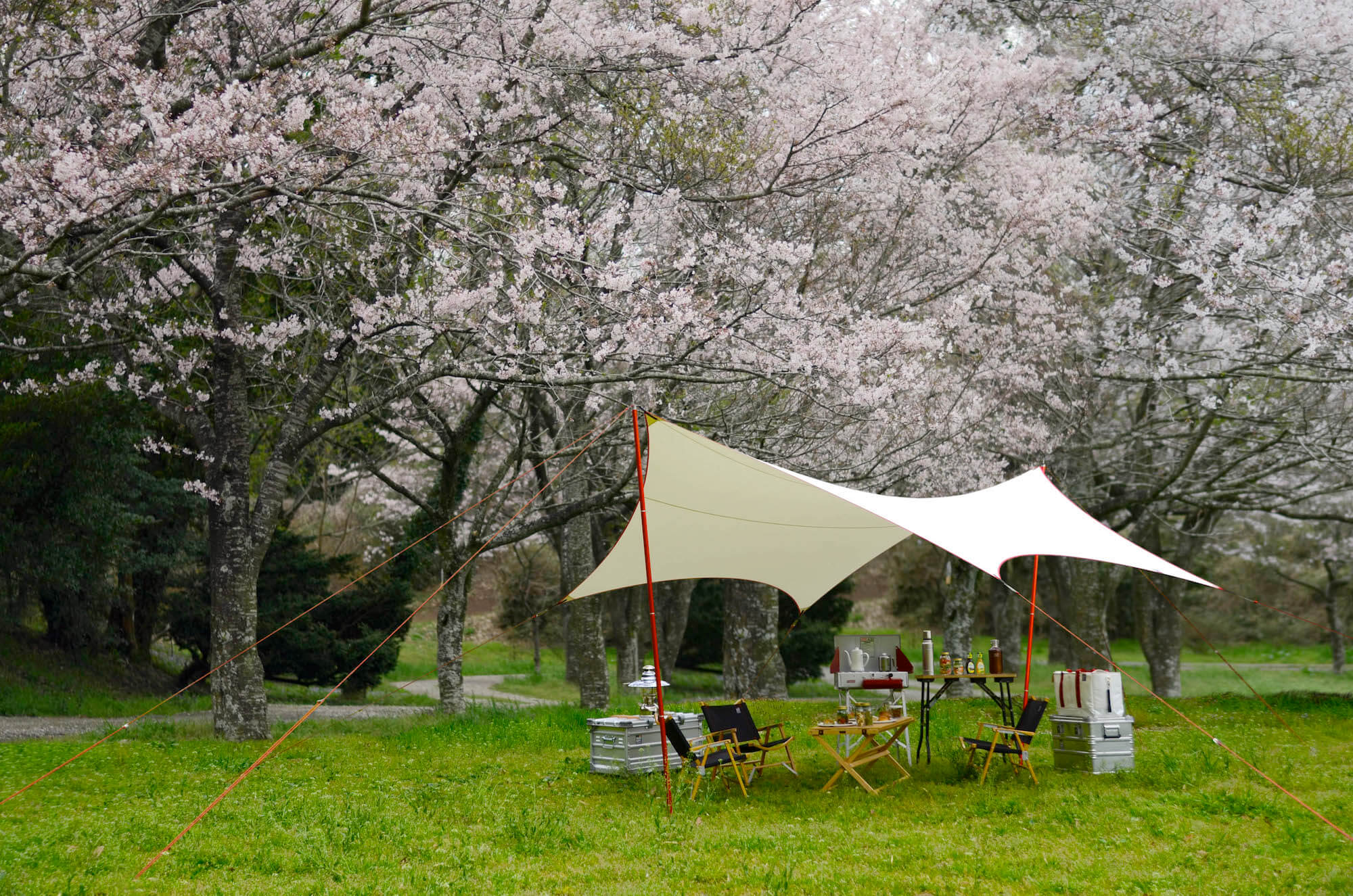 オンラインショップ Sakura cup | Products | sunsetclimax オンラインショップ Sakura cup | Products | sunsetclimax