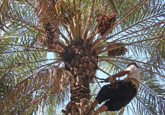 Harvesting Dates