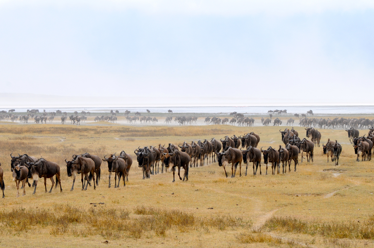 Die Reise (Ngorongoro, Tansania, 2014)