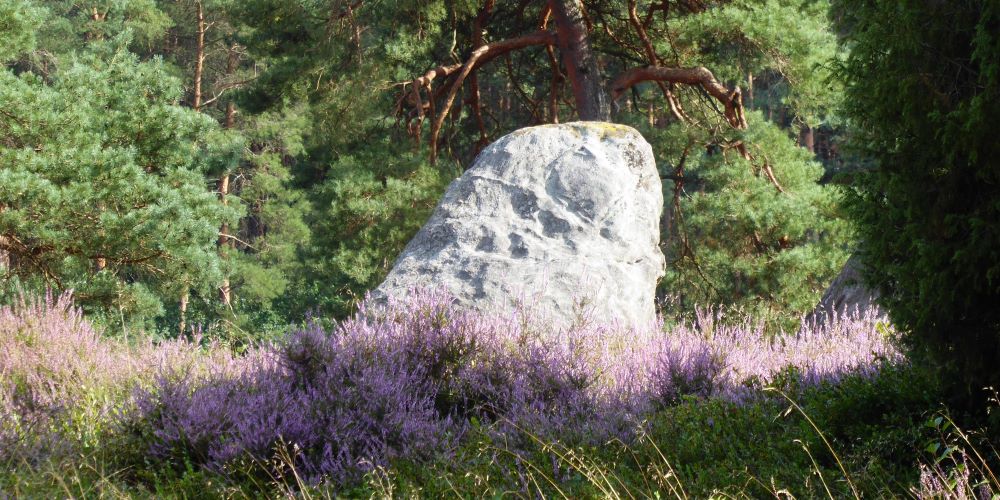 Blühende Heide an einer Grabanlage 