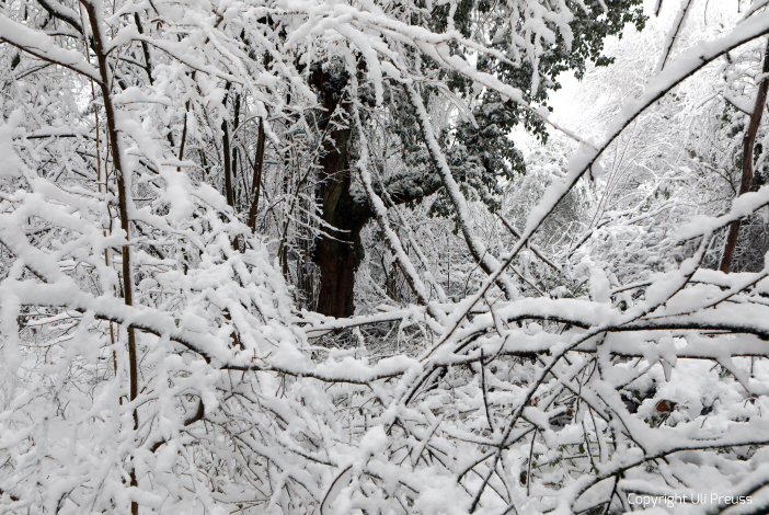 Der alte Künstlergarten der Kolonie im Schnee, Zustand Februar 2021