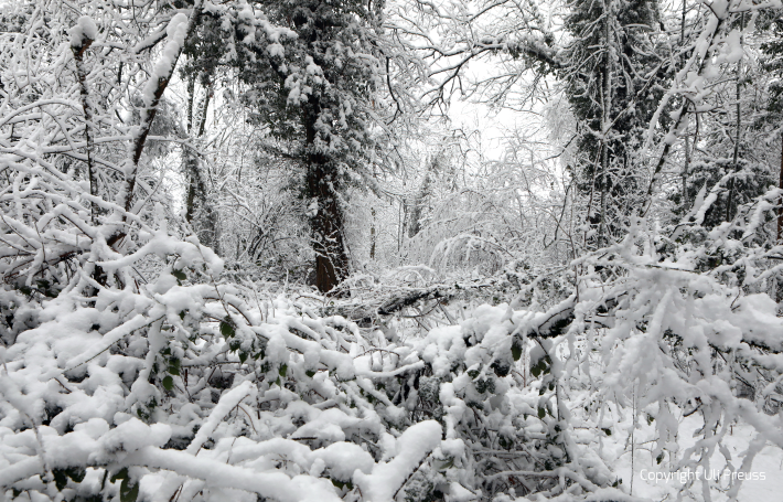 Der alte Künstlergarten der Kolonie im Schnee, Zustand Februar 2021