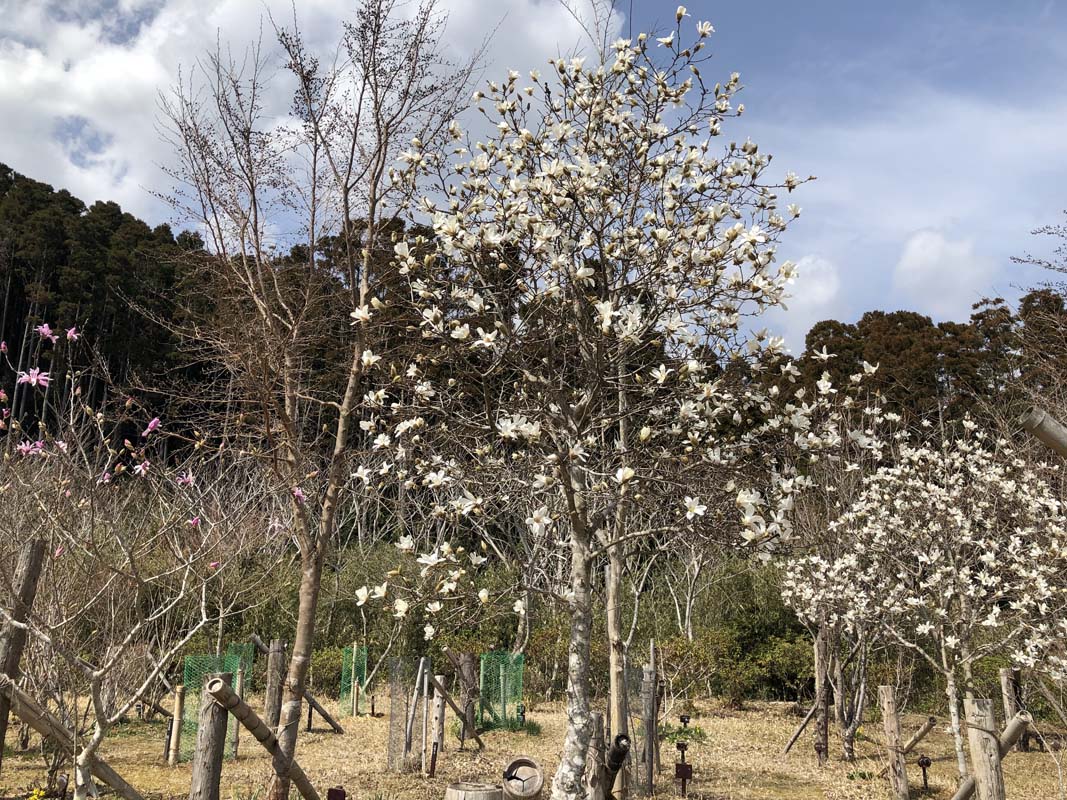 彼岸の入りと共にヒメコブシも開花しました。第三樹木葬地