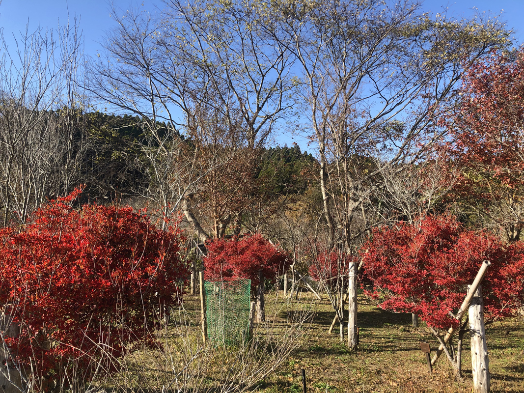 ドウダンツツジが真っ赤に色づきました。第二樹木葬地