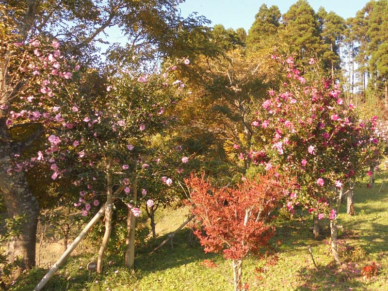 サザンカが咲き始めました。第一樹木葬地