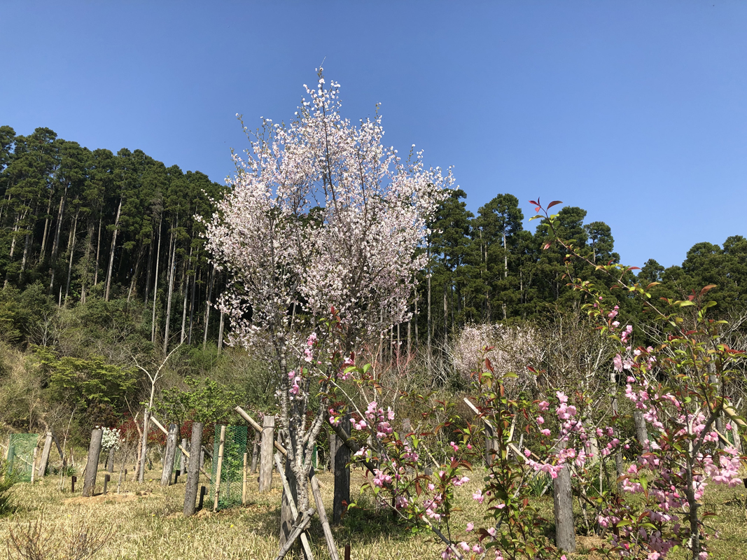 富士桜が可愛い花を咲かせています。第三樹木葬地