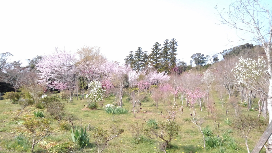 桜と樹木葬地の花々が競うように咲き乱れます。
