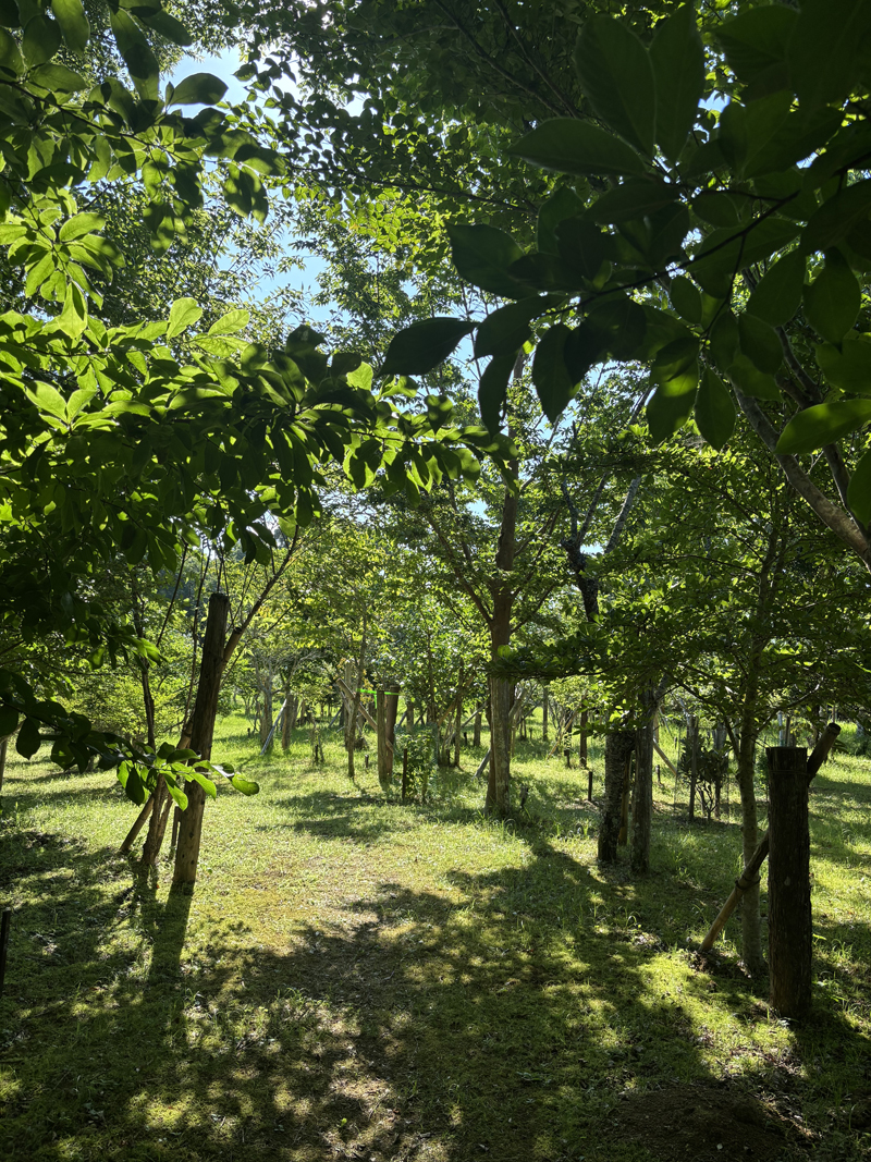 木陰からの風が心地いいです。第二樹木葬地