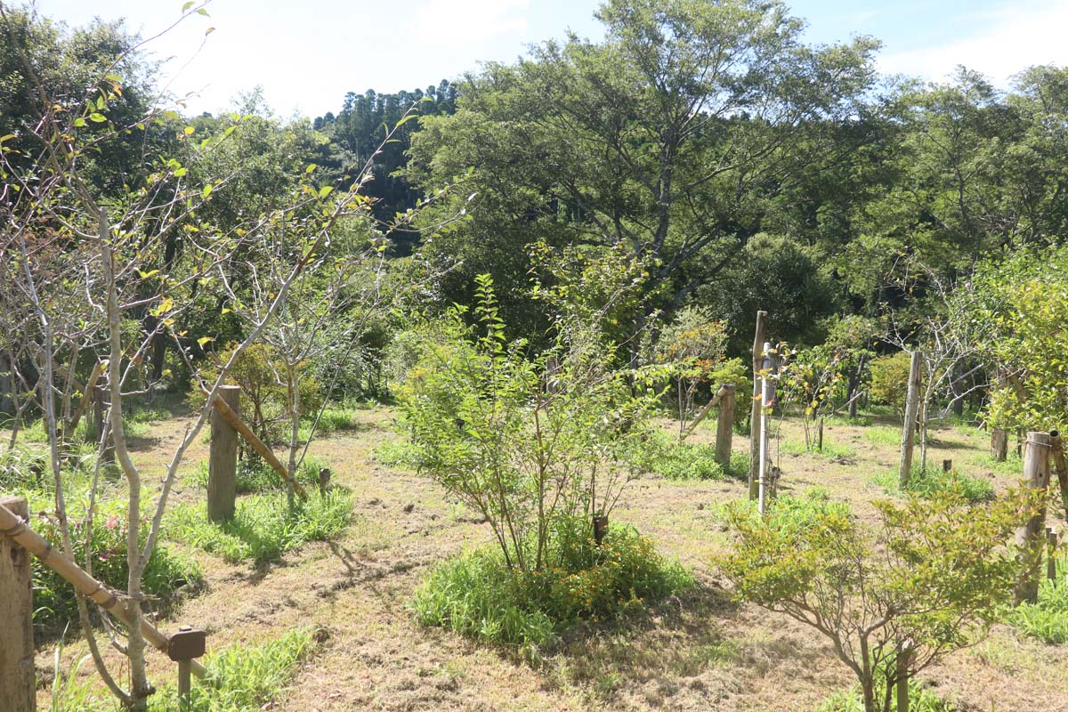 雨とコロナの影響で今年は静かなお盆でした。第一樹木葬地