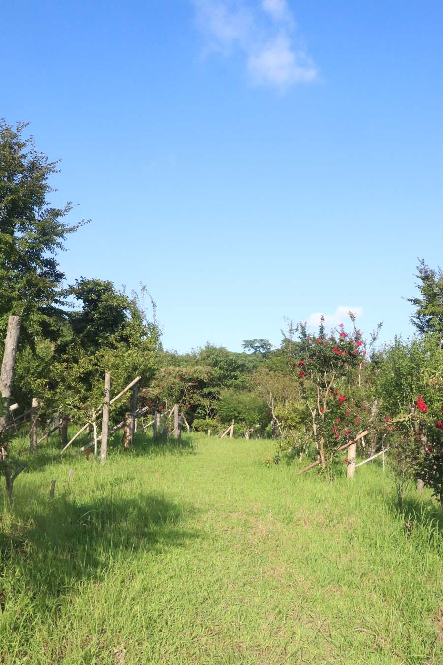 秋と夏の花が入り混じって綺麗です。第三樹木葬地