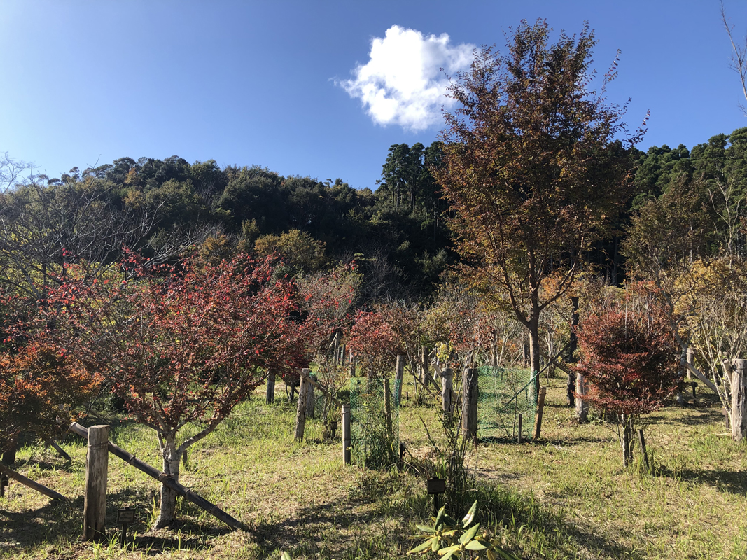 ドウダンツツジ、ニシキギ、紅葉が綺麗です。第三樹木葬地