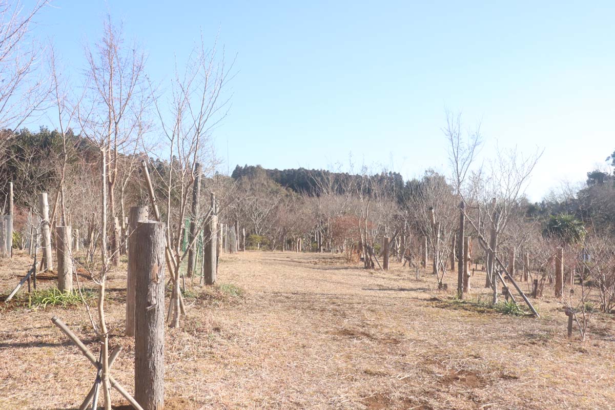 剪定作業が終わり、また木立がすっきりしました。第三樹木葬地