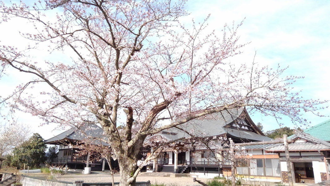 寺の桜。今年は長く咲いてくれました。