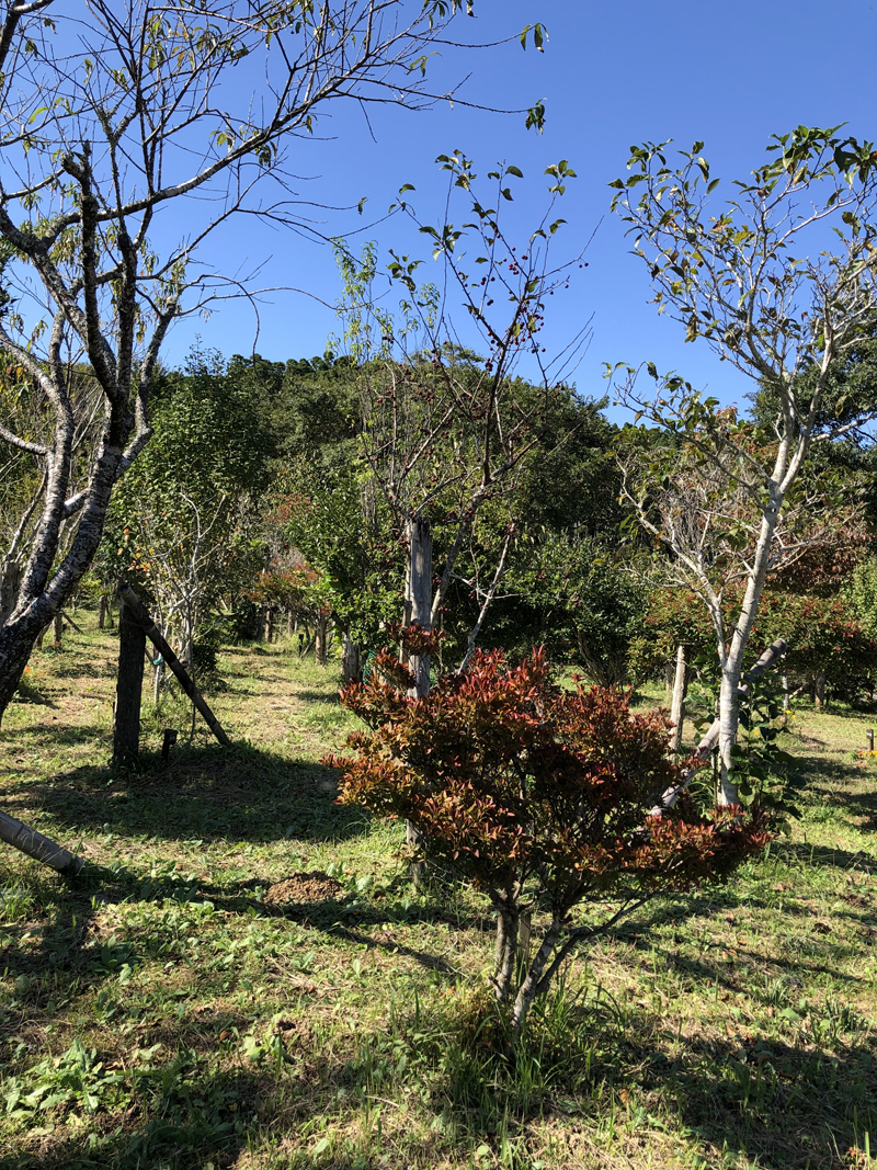 ドウダンツツジが色づき始めた樹木葬地