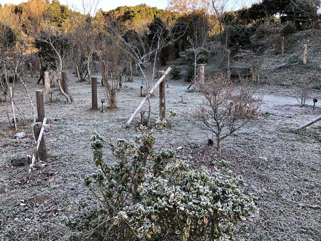 霜で凍る第一樹木葬地