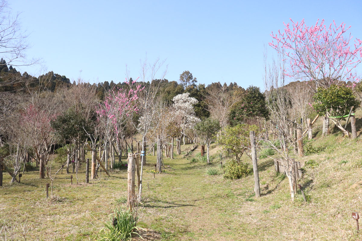 ヒメコブシ、ハナモモが咲き始めました。第一樹木葬地