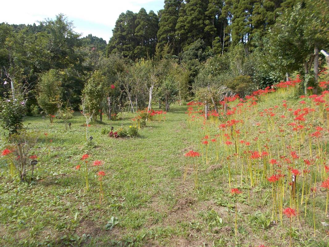 彼岸花咲く第一樹木葬地