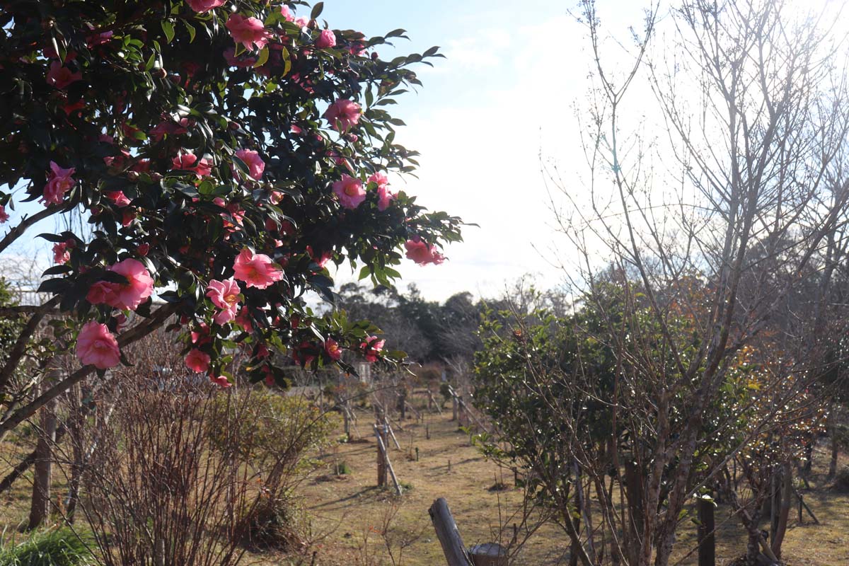 サザンカ咲く第一樹木葬地