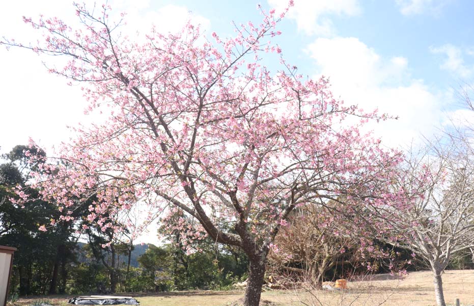 今年はどの花も早い開花です。お寺の彼岸桜