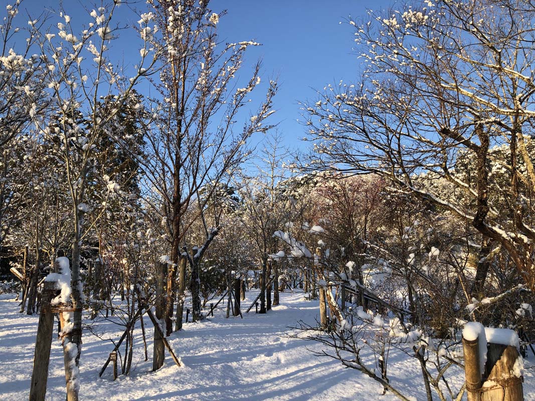 雪で景色が様変わりしました。第二樹木葬地