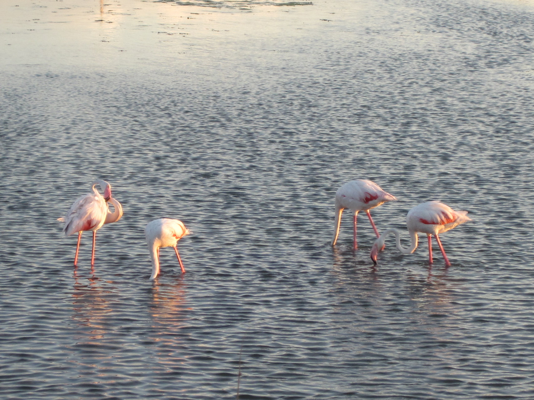 Die Flamingoooooooos. Es ist schwerer ein Foto von denen zu kriegen als es aussieht!