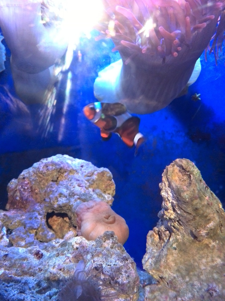 Und Nemo haben wir auch gefunden!