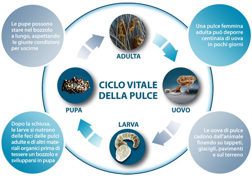 le pulci e il loro ciclo vitale