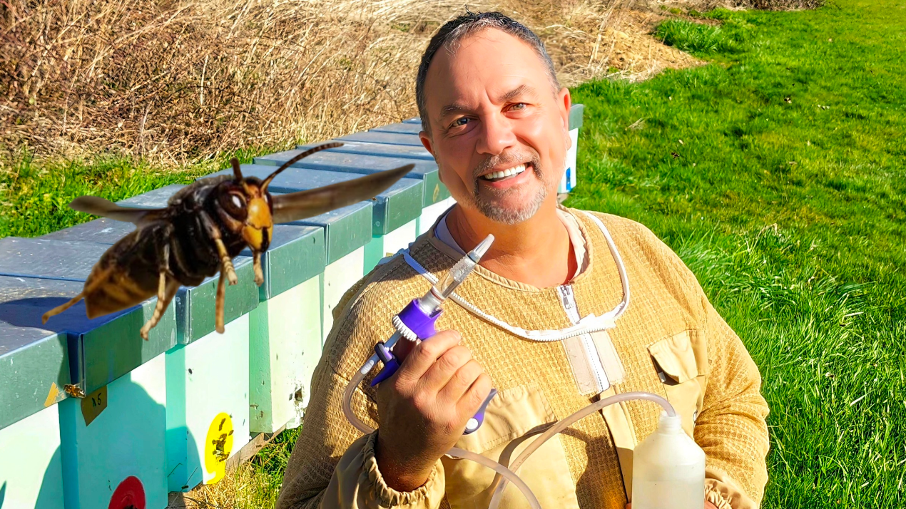 Premier traitement anti-varroa de l’année et évaluation des colonies d’abeilles noires sans ouvrir la ruche ; L'Abeille Noire