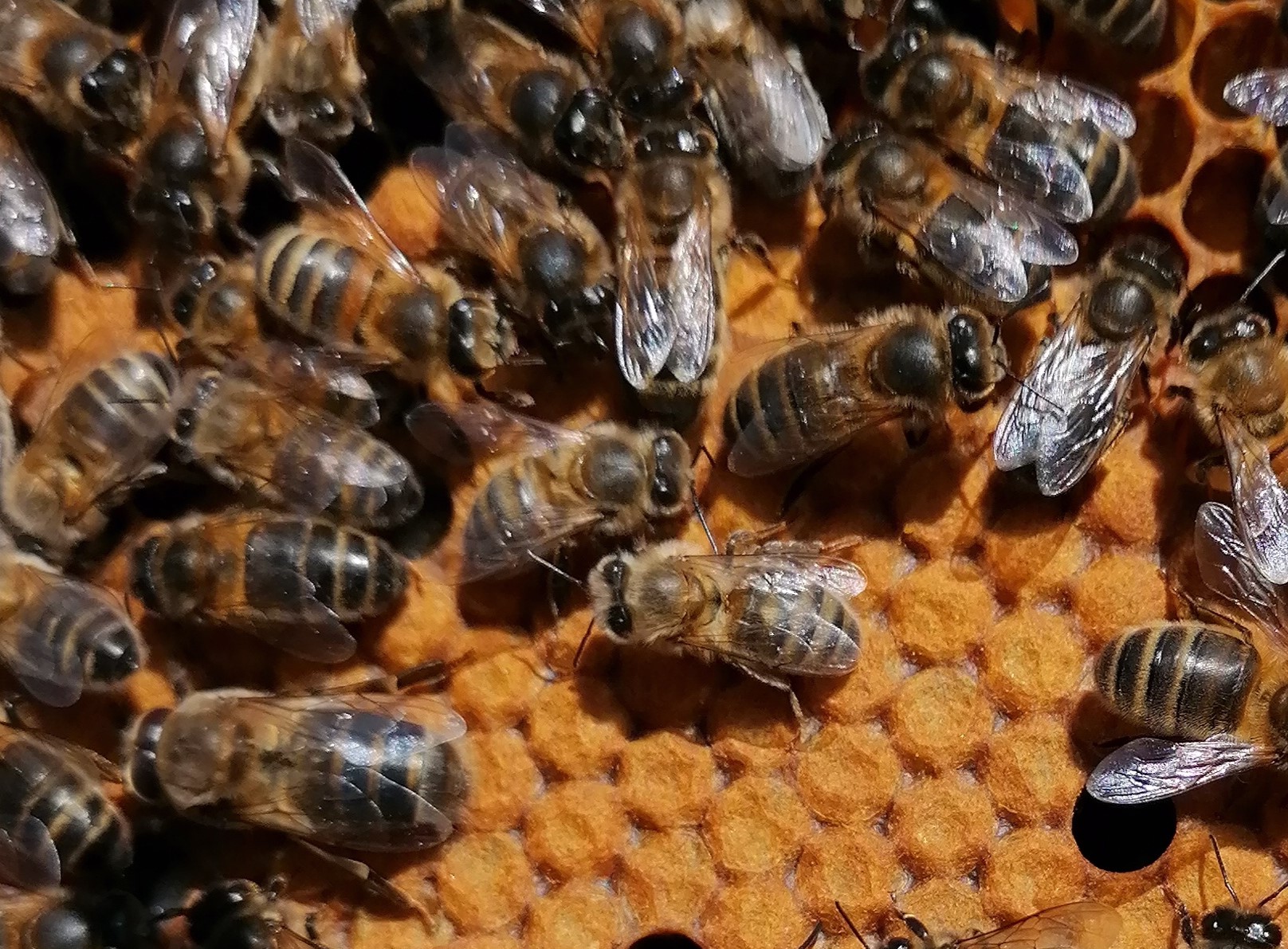 Introduction d’une reine d’abeilles (suite) : faut-il du couvain ouvert et quels cadres utiliser ?
