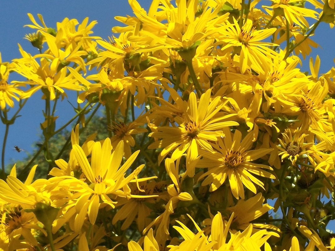 Silphium perfoliatum en fleurs, généreuse à Amay