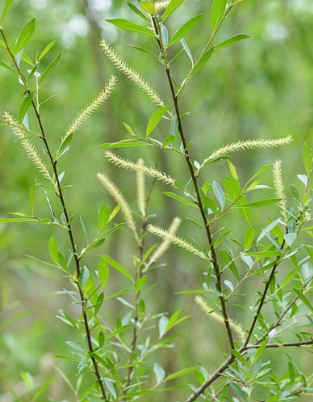 Floraison continue pour Salix triandra